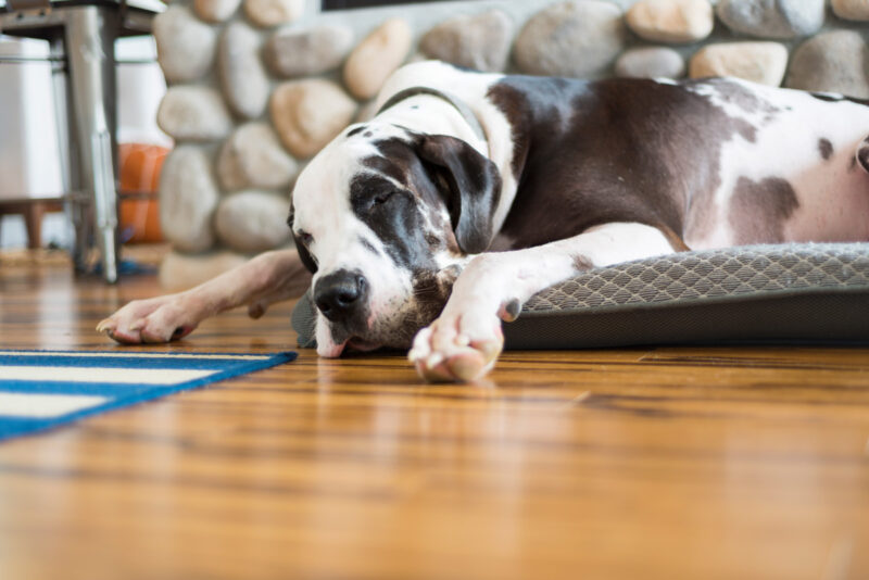 a dog on a wooden floor